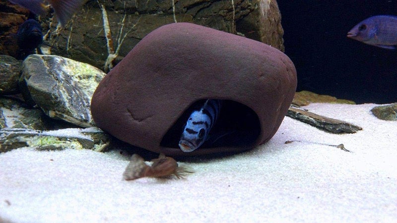 Plecoceramics Cichlid Stone Decoration - Aquarium cave for cichlids, betta, small fish - Fish Tank Hideway Decor - betta Toys Hideout Stones House (Stone Medium) - Image 5